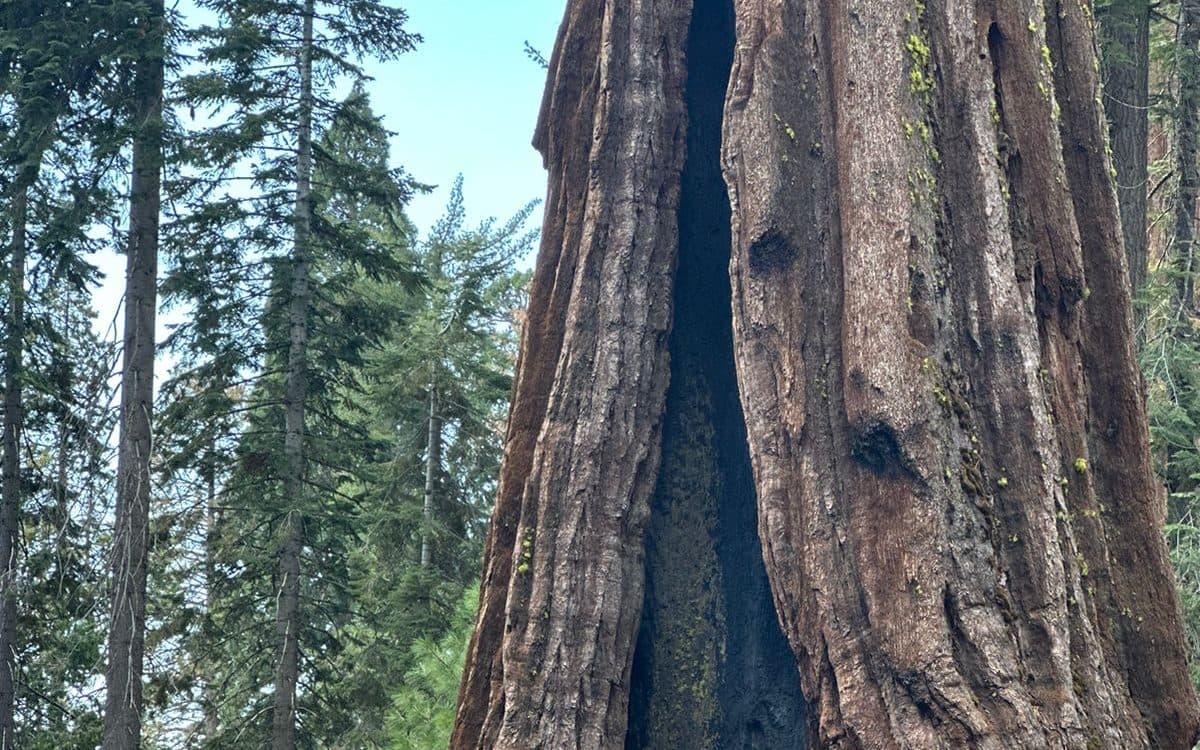 El tronco de una secuoya gigante en Mariposa Grove, Yosemite, 7 de octubre de 2024