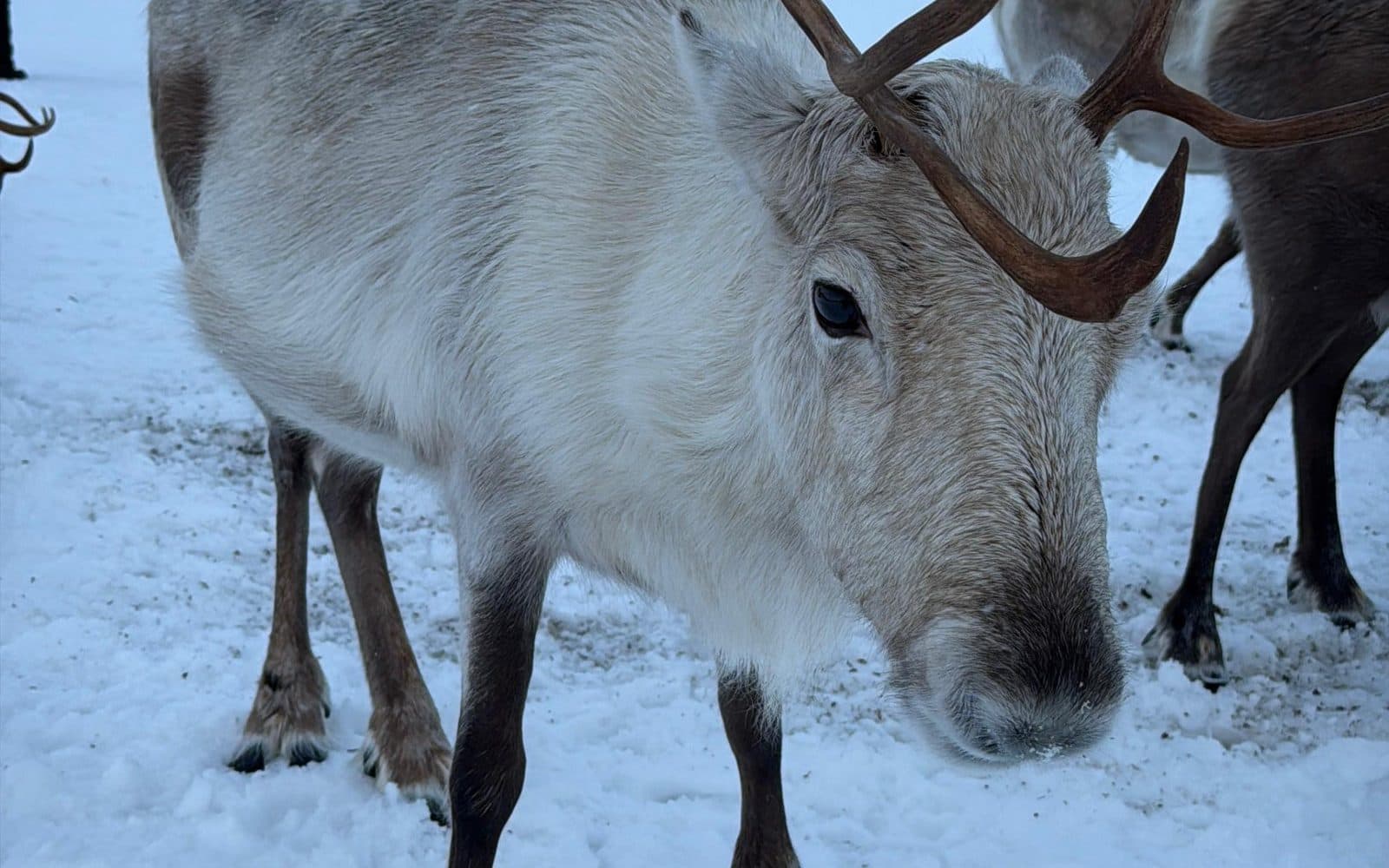 Renos en la nieve, en los alrededores de Tromsø, febrero de 2026
