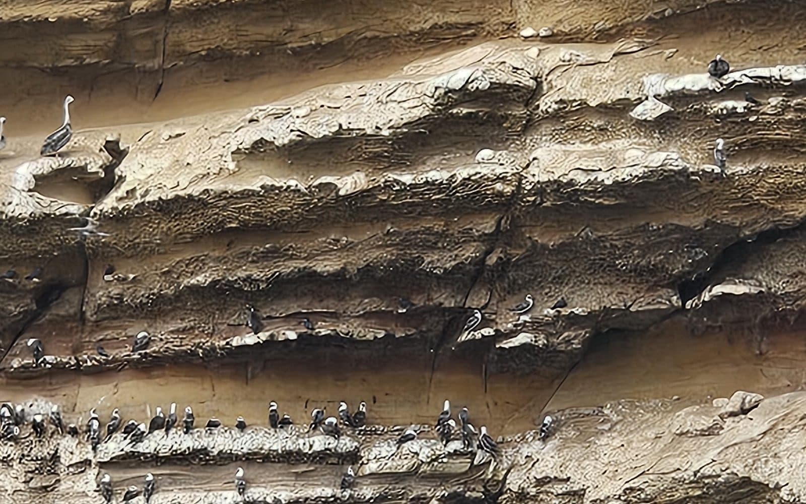 Las aves sobre las rocas de las islas Ballestas, en Paracas, 6 de junio de 2026