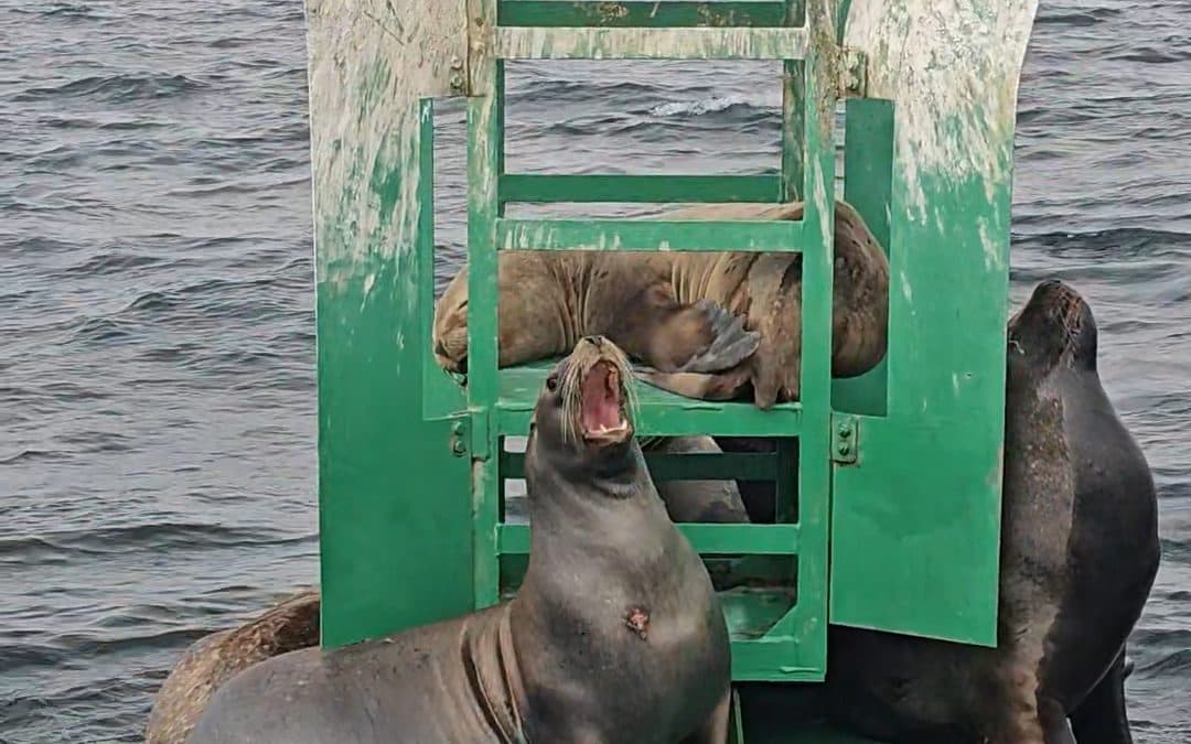 Lobos marinos sobre una boya frente a Paracas, 6 de junio de 2026