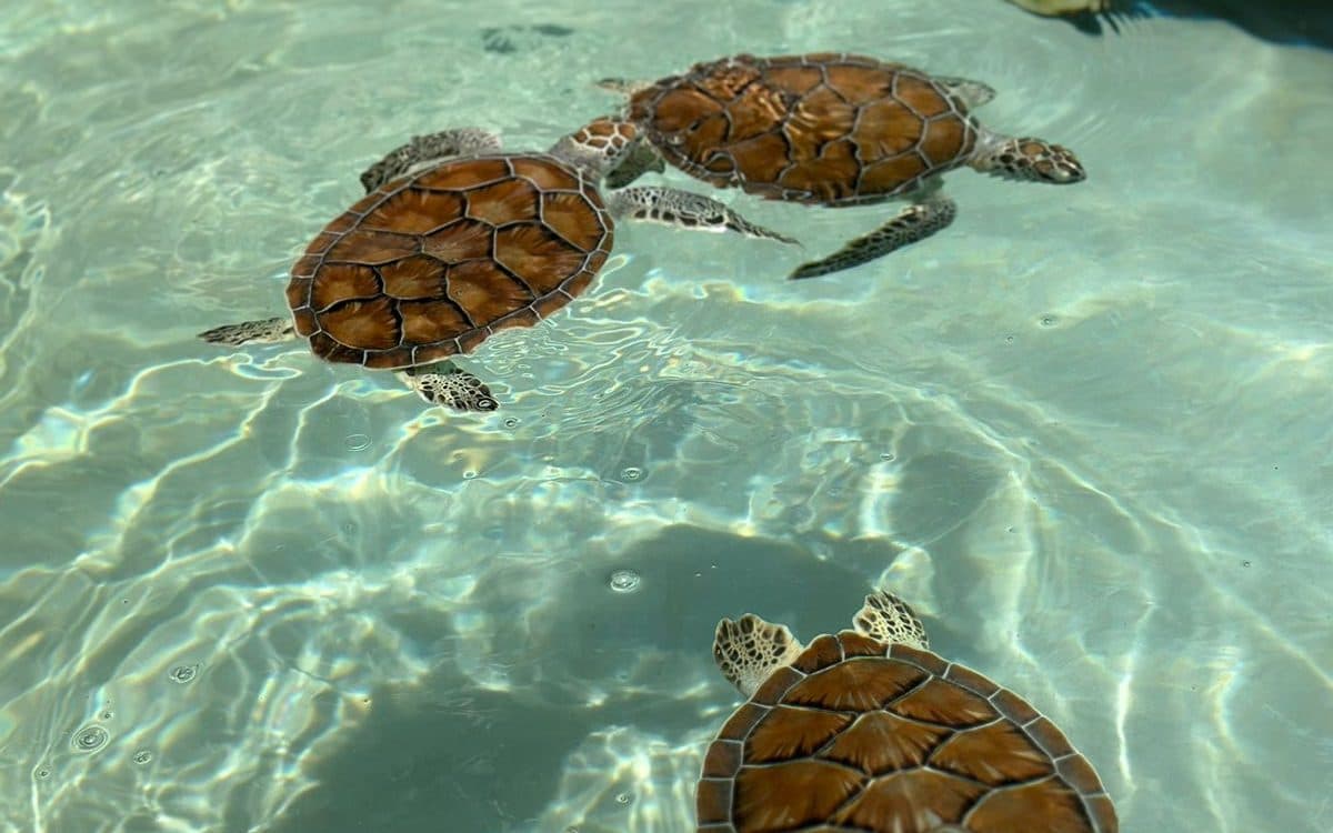 Tortugas marinas en las albercas de Xcaret, abril de 2023