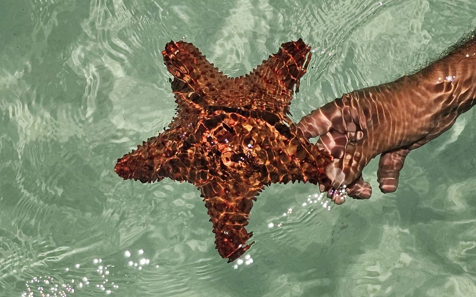 Una estrella de mar en las aguas bajas de la isla, abril de 2025