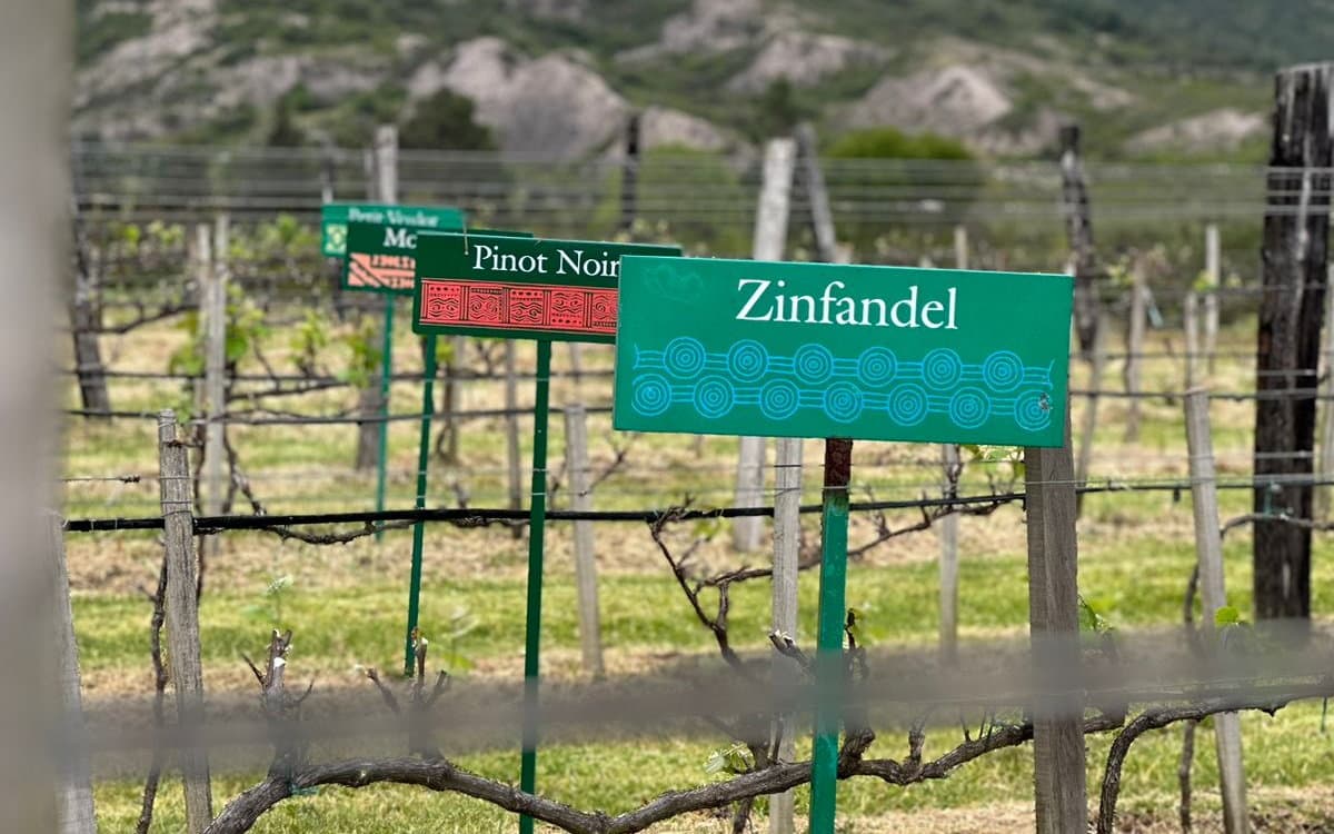 Las cepas del viñedo Ain Karim señalizadas una a una —Zinfandel, Pinot Noir— en Sutamarchán, 9 de junio de 2024